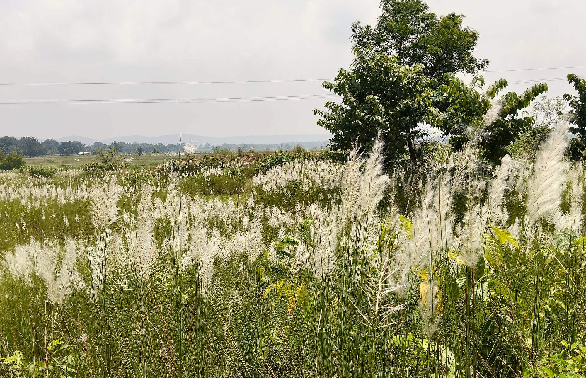 White kash flowers swaying in a field under a monsoon sky