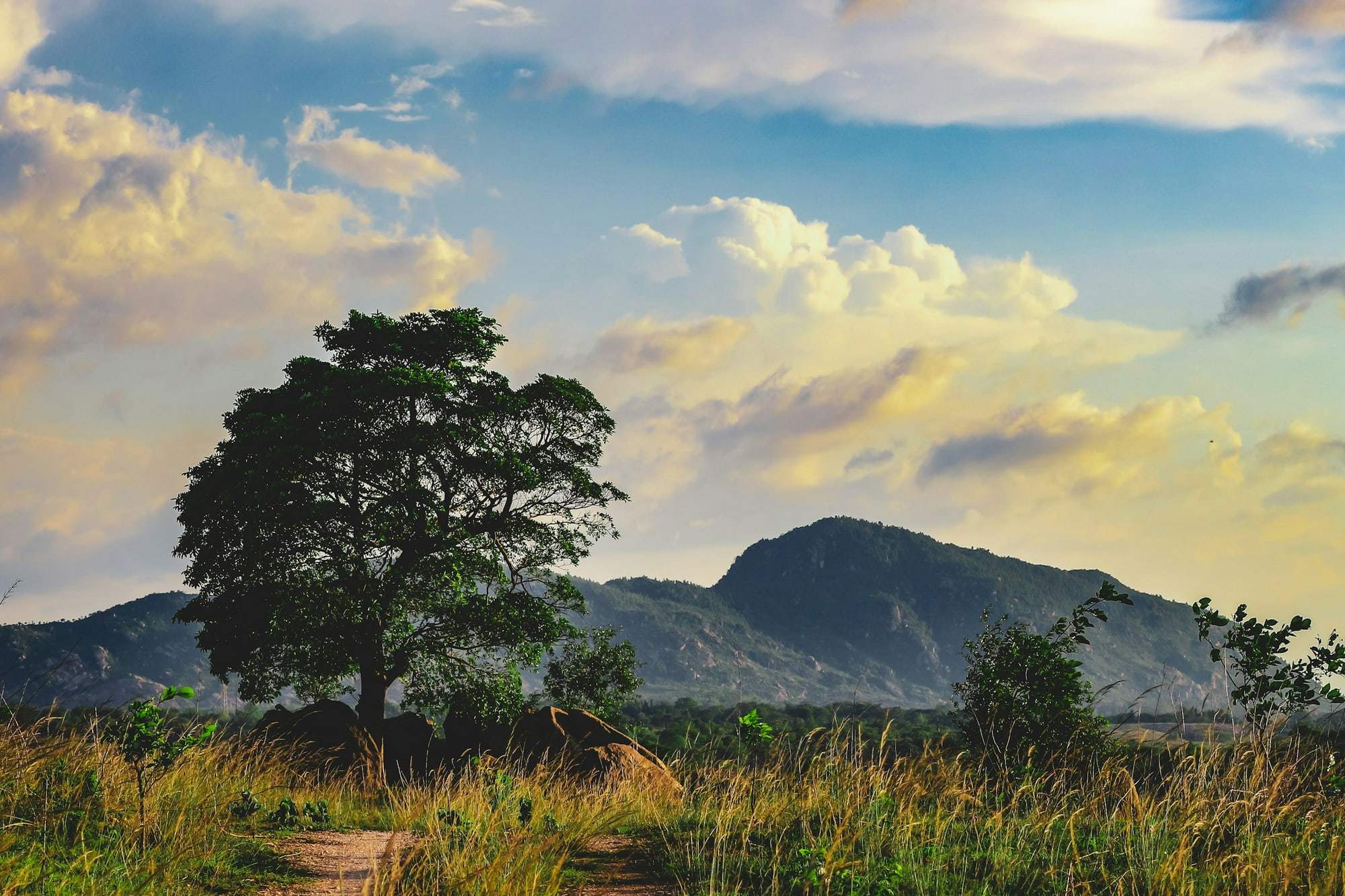 A lone tree and a rocky hill under evening clouds in the Chota Nagpur hill country