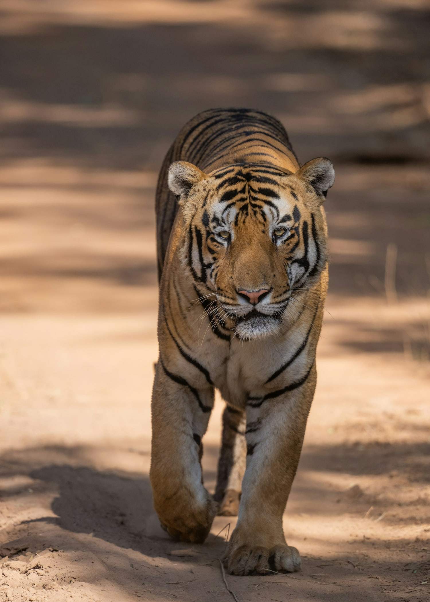 A tiger walking towards the camera along a shaded forest trail
